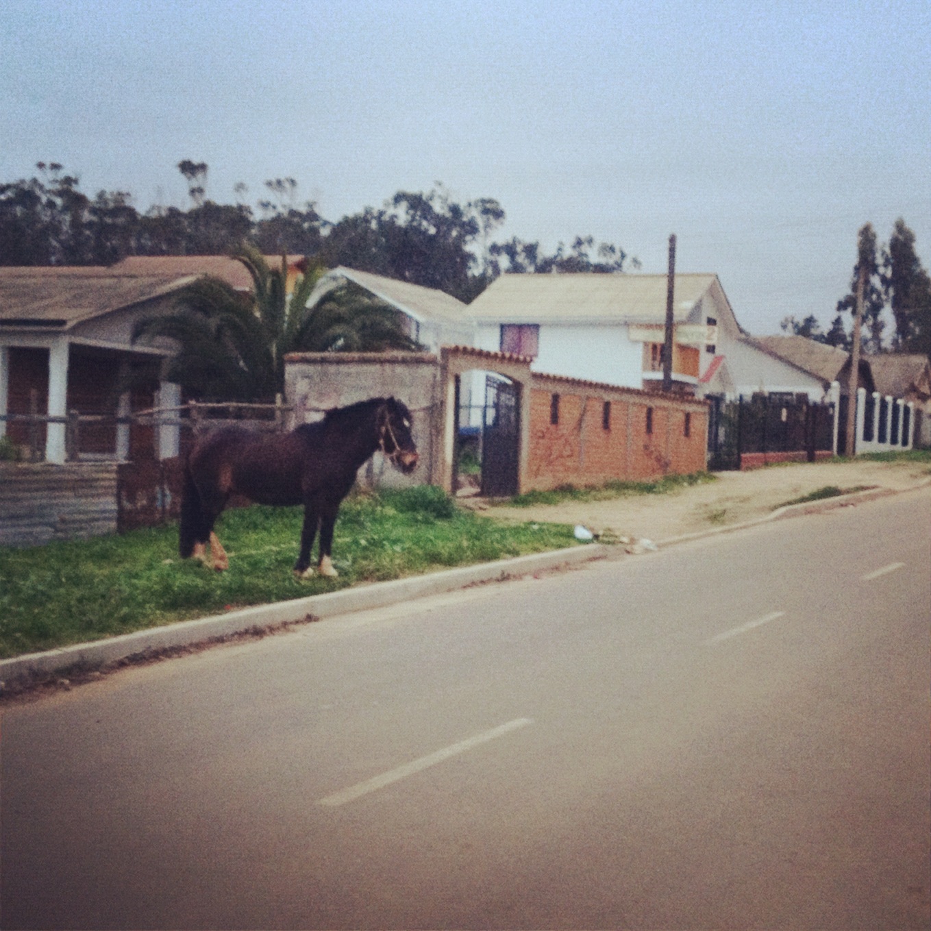 Horse Parking