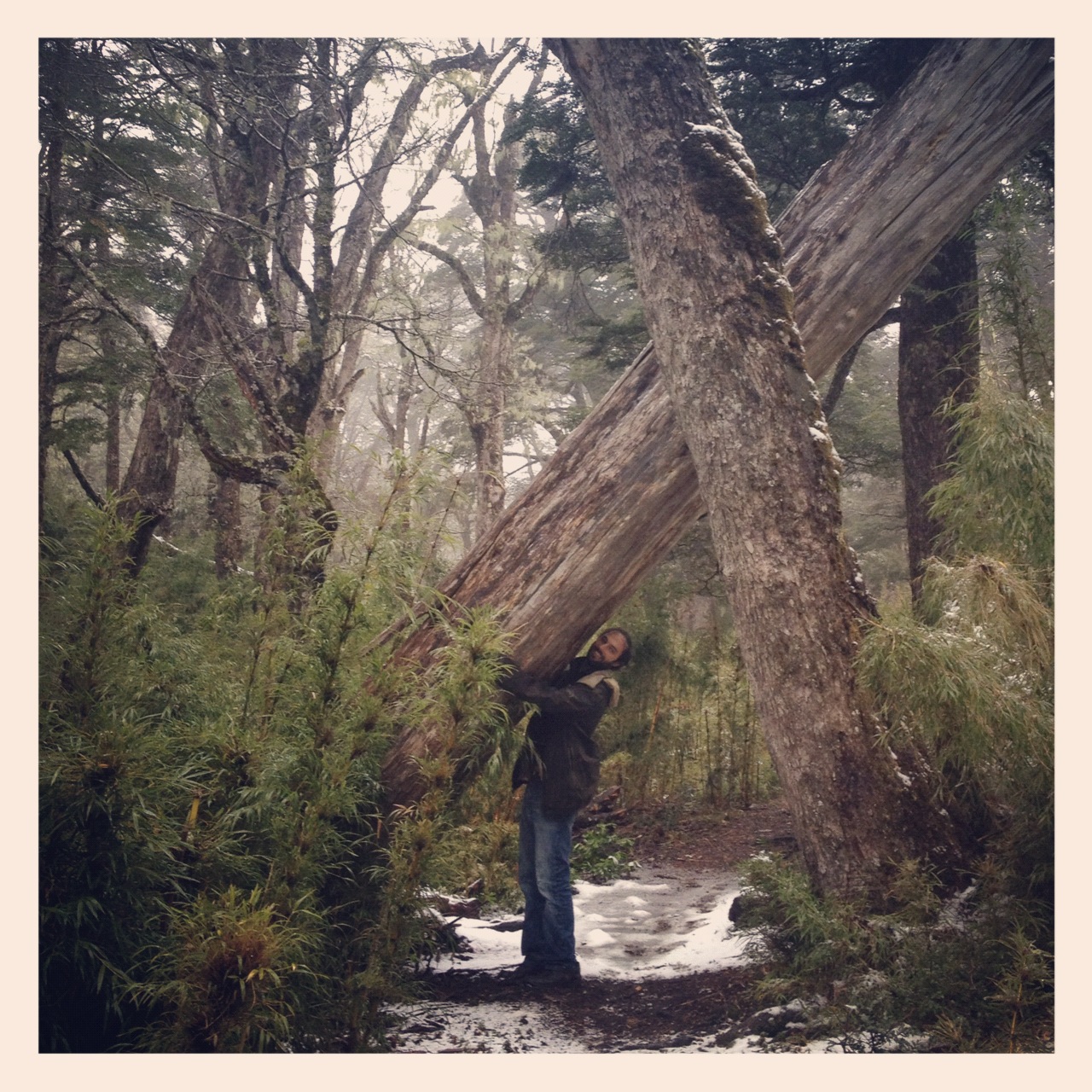 Holding up a Tree