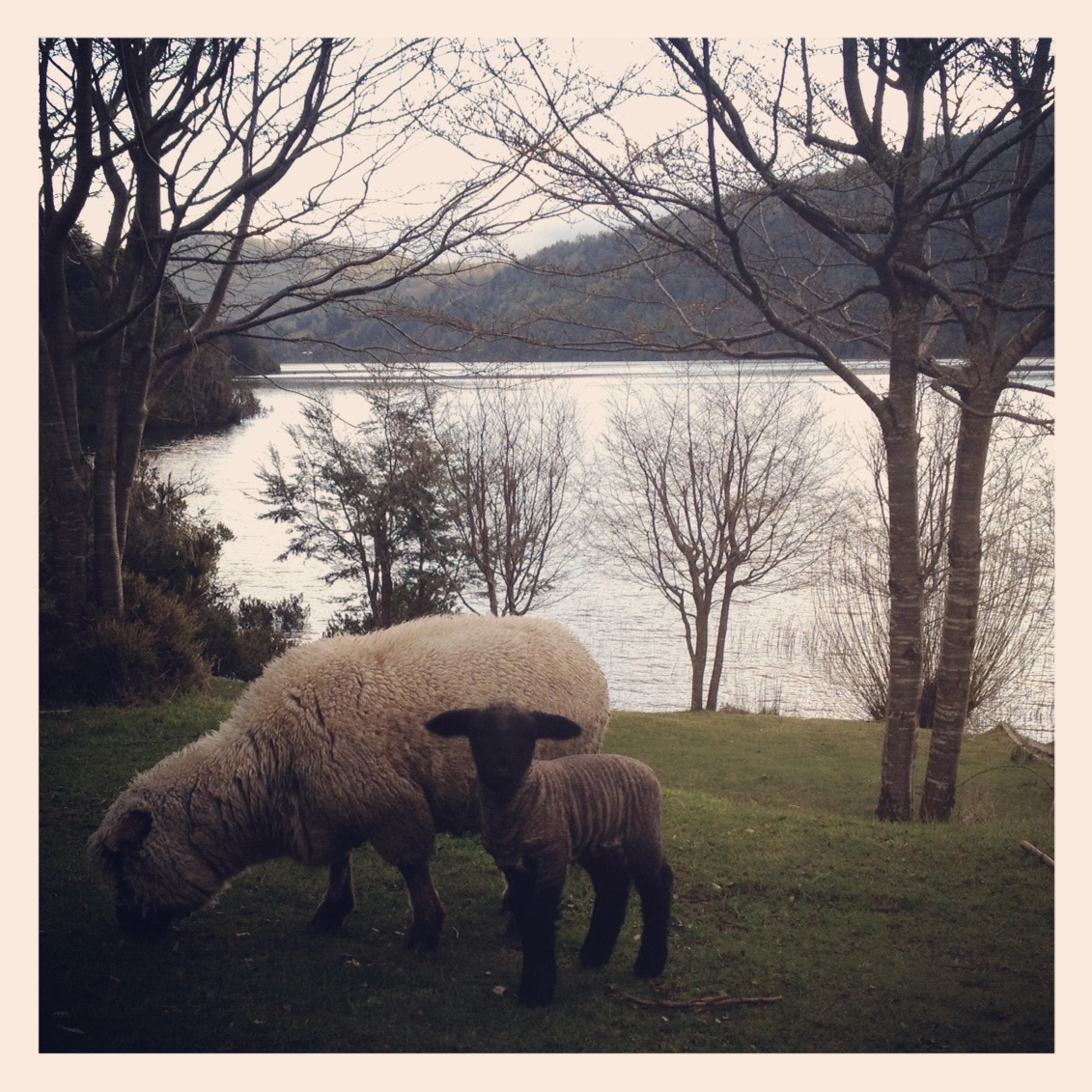 Sheeps!