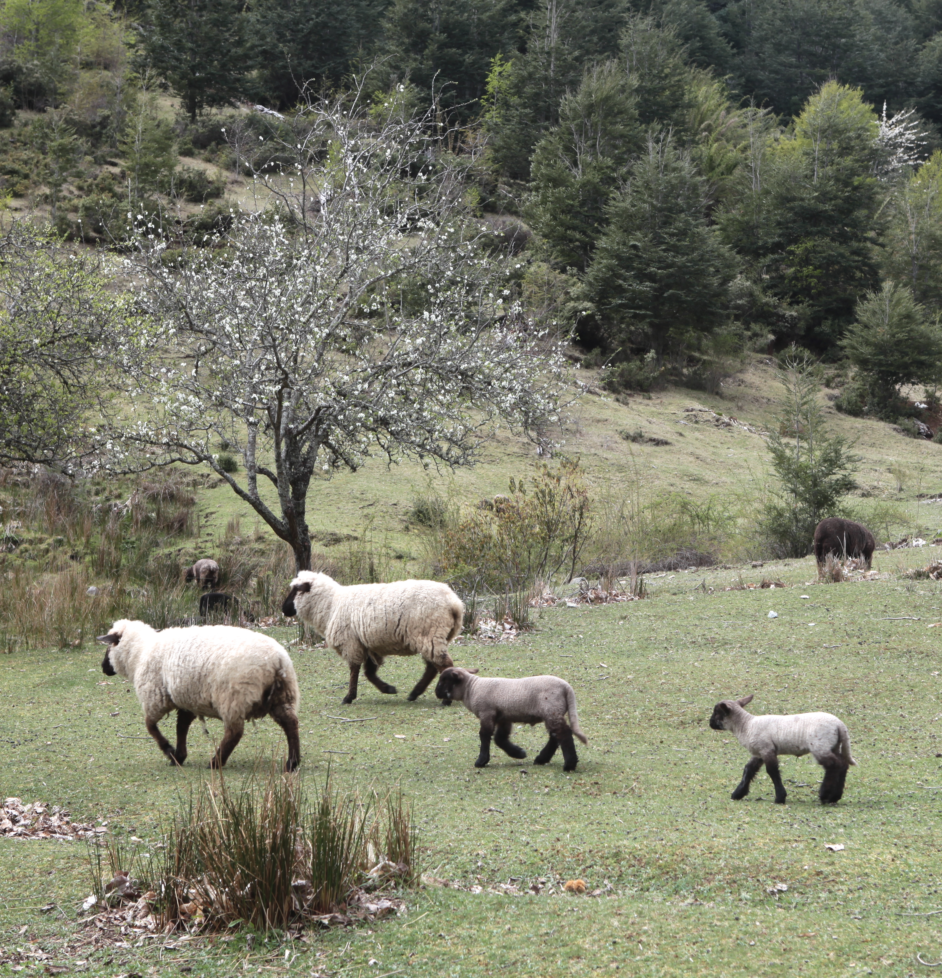 Baaa