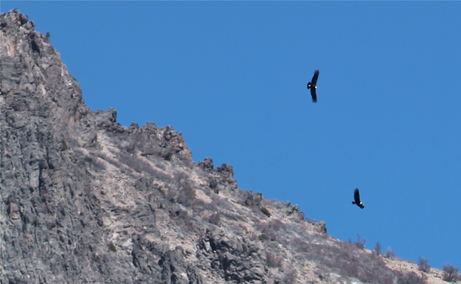 Andean Condors