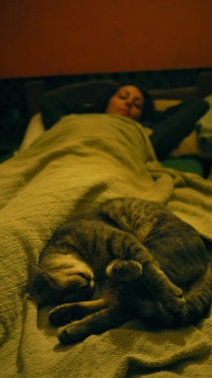 Donkey (the cat) - St. Croix