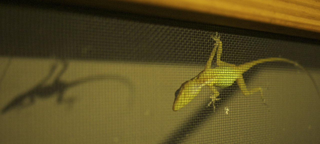 Anole - St. Croix