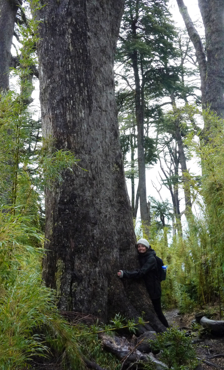 Tree Hugger