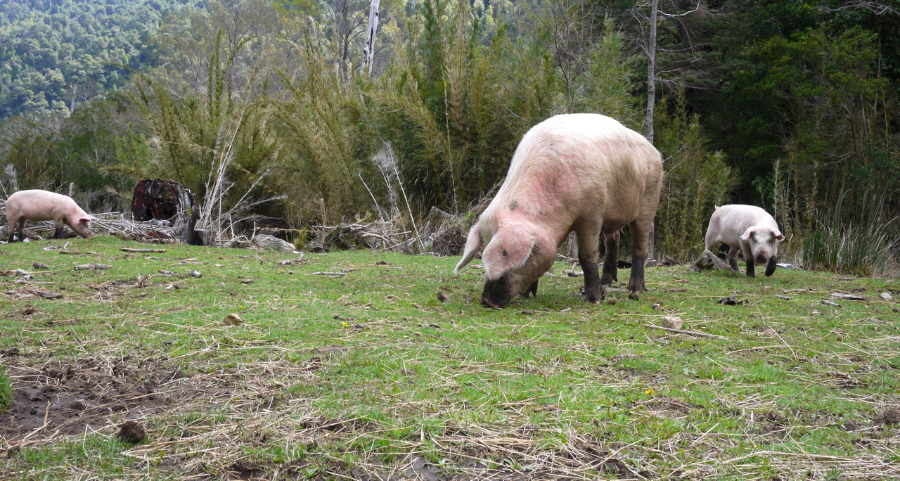 Piggy