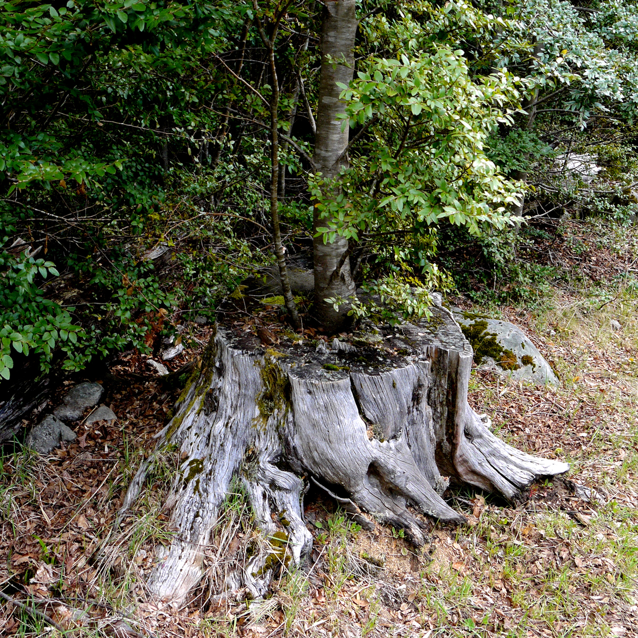 Tree on Tree