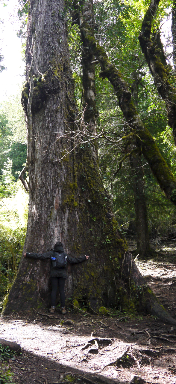 Tree Hugger 2