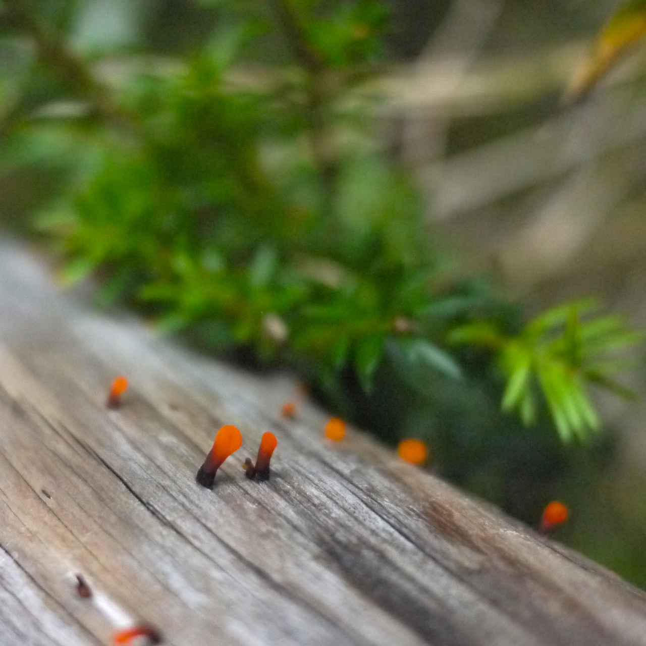 Mushrooms