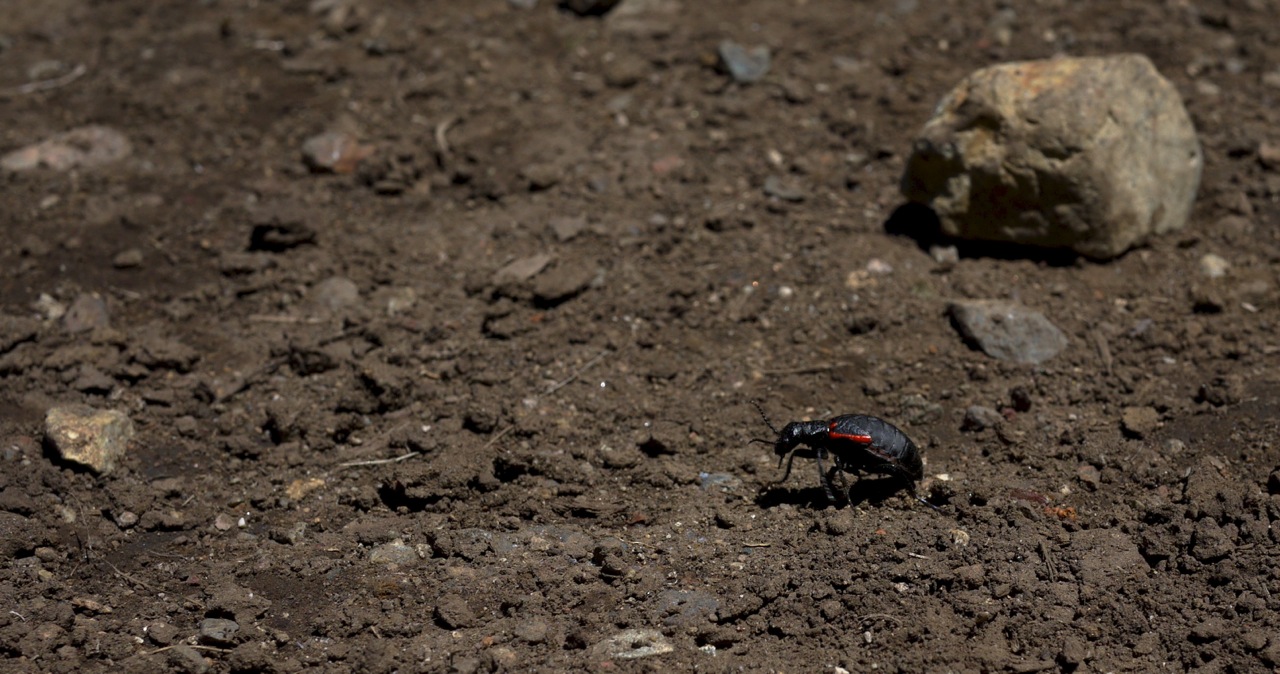 Beetle