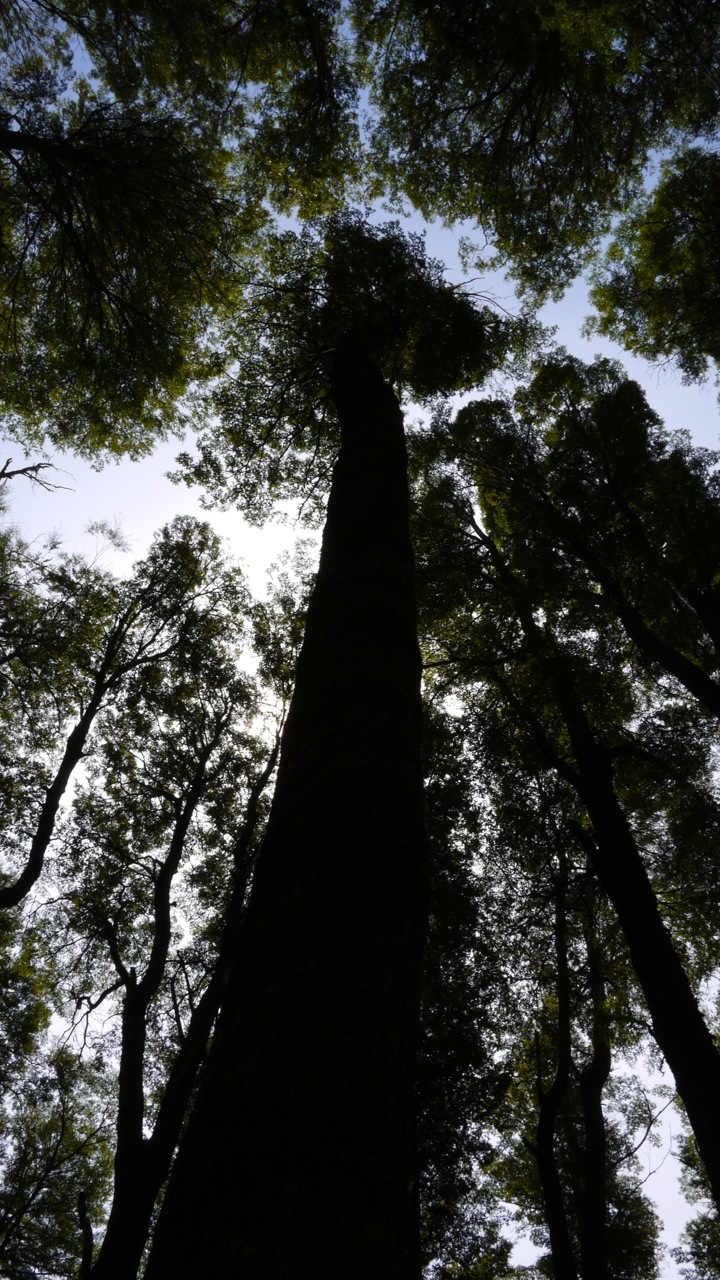 Bosque del Lenga