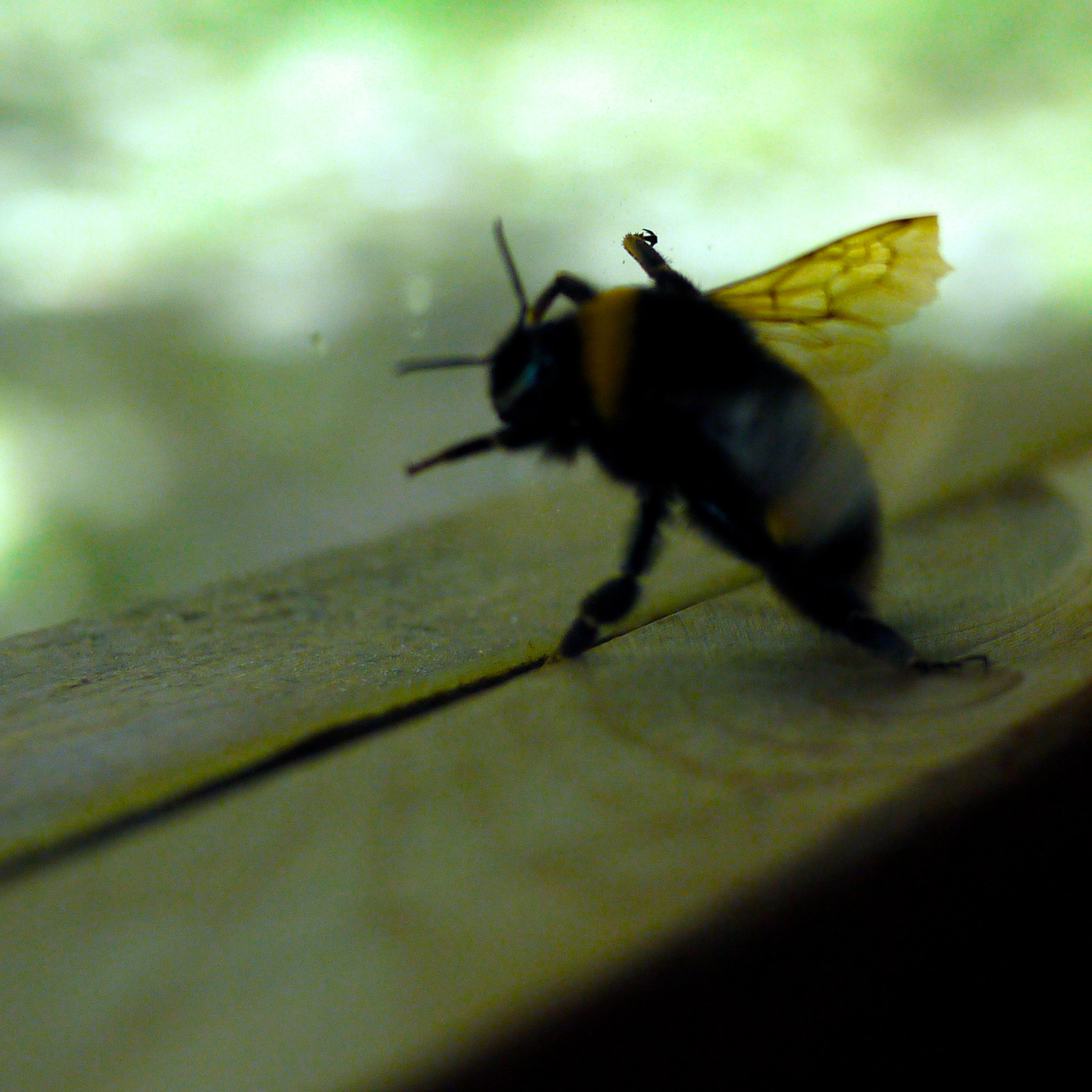 Bumble Bee