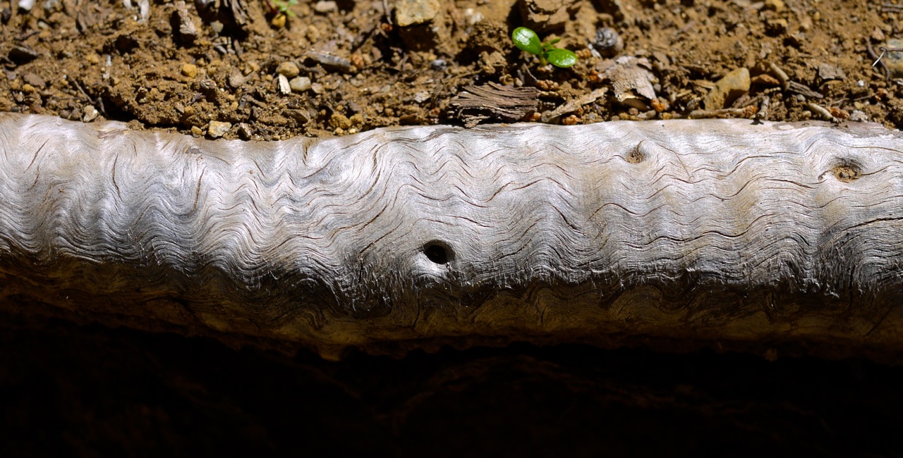Tree Root