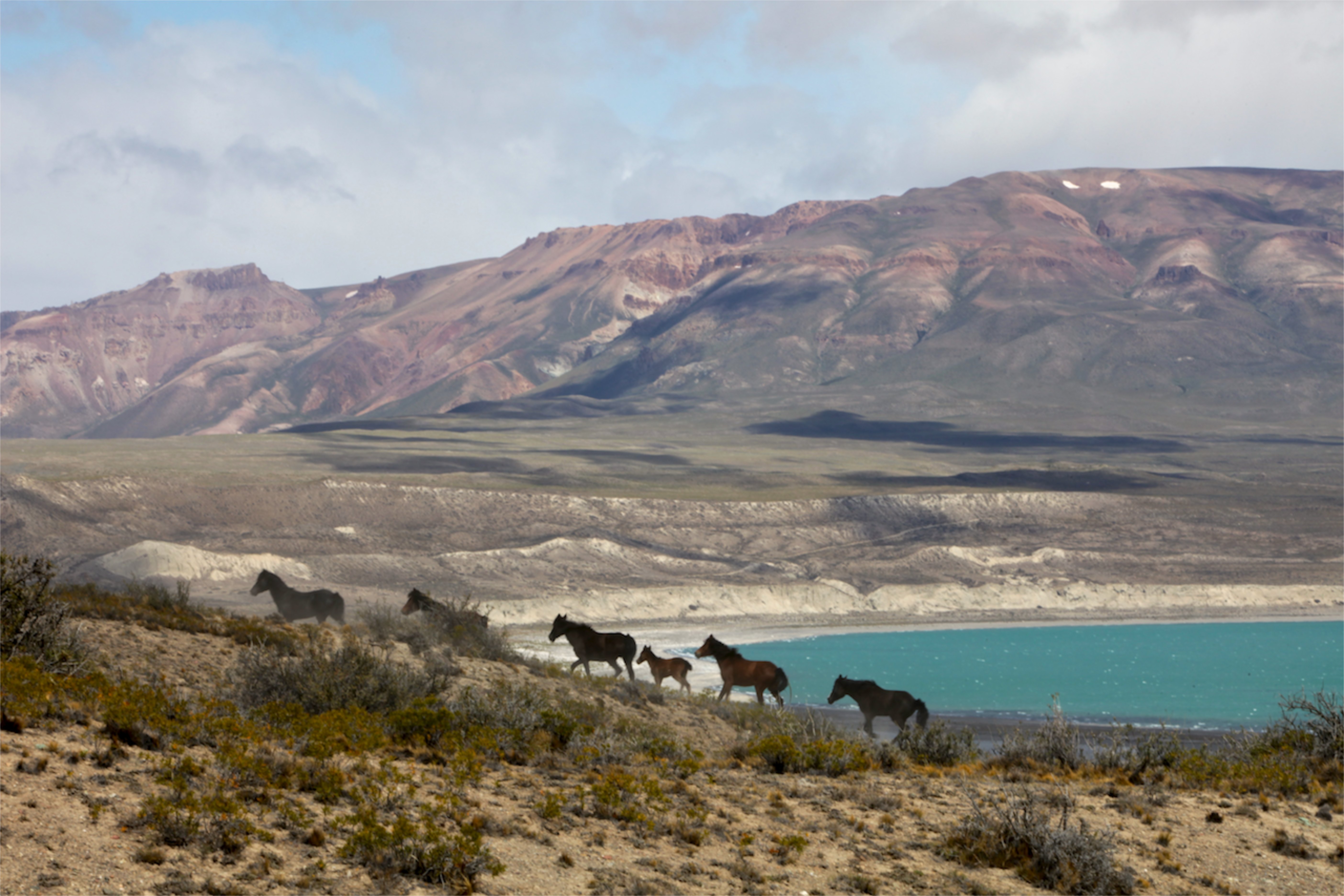 Patagonian Wild Horses