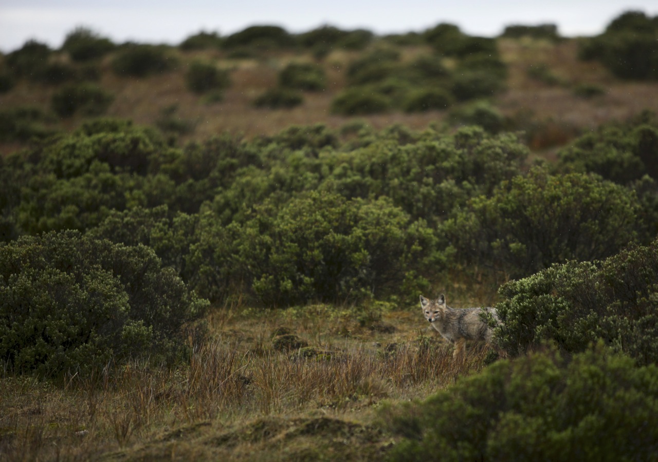 Patagonian Zorro, aka gray false fox
